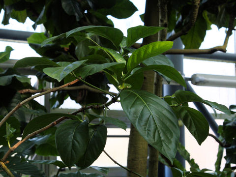 Morinda citrifolia