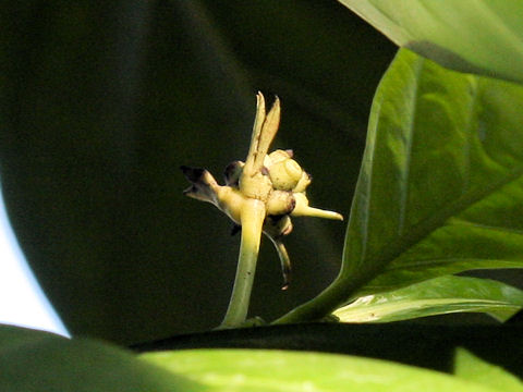 Morinda citrifolia