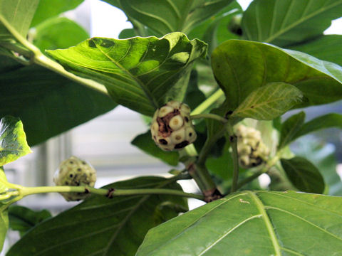 Morinda citrifolia