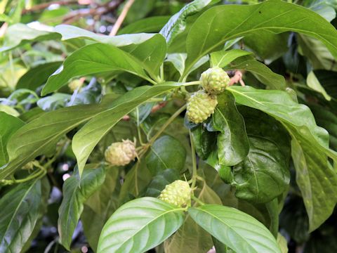 Morinda citrifolia