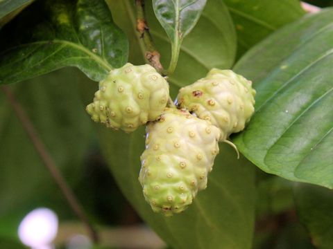 Morinda citrifolia