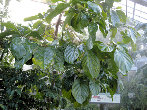 Morinda citrifolia