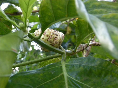 Morinda citrifolia