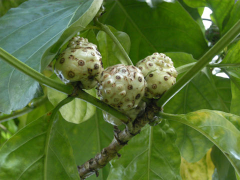 Morinda citrifolia