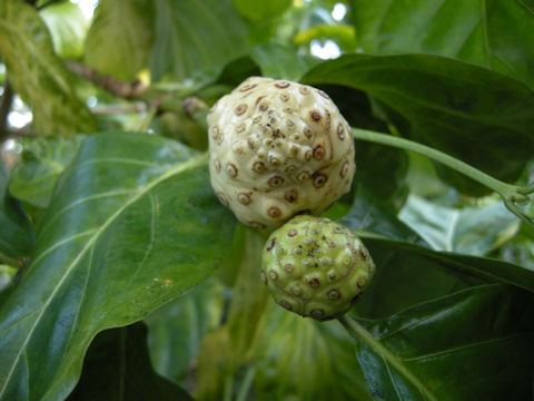 Morinda citrifolia