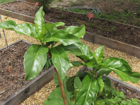 Morinda citrifolia