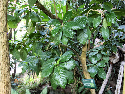 Morinda citrifolia