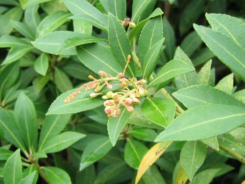 Pieris japonica var. yakushimensis