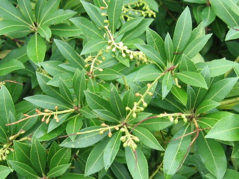 Pieris japonica var. yakushimensis