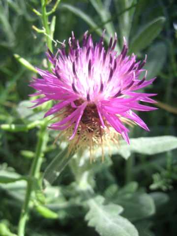 Centaurea jacea