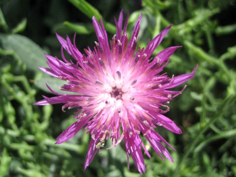 Centaurea jacea