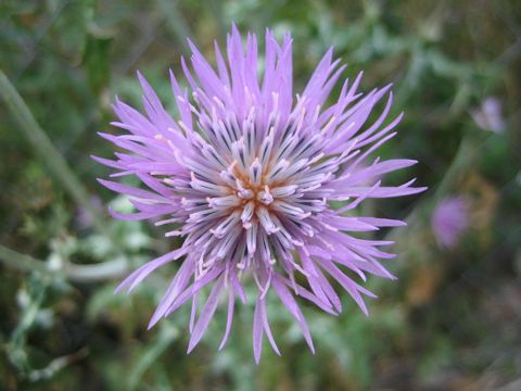 Centaurea jacea