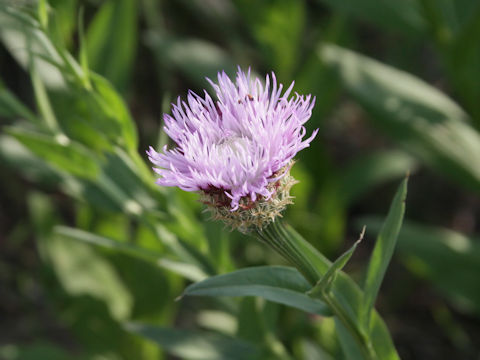 Centaurea jacea