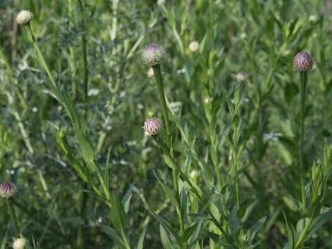 Centaurea jacea