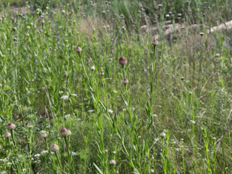 Centaurea jacea