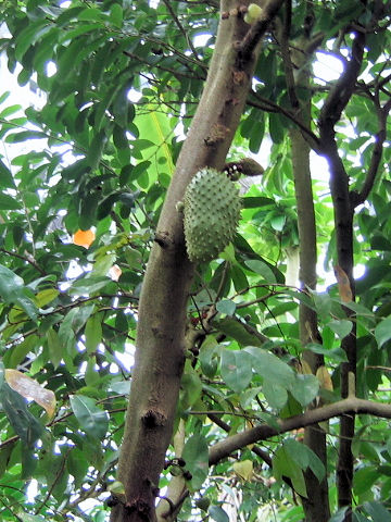 Annona montana