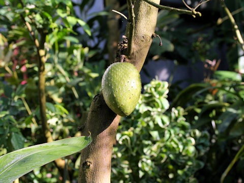 Annona montana