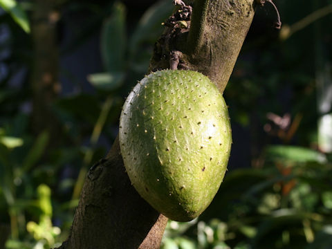 Annona montana