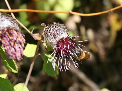 Synurus palmatopinnatifidus var. indivisus