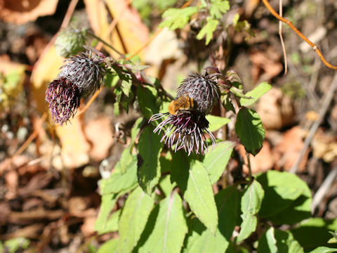 Synurus palmatopinnatifidus var. indivisus