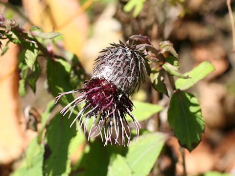 Synurus palmatopinnatifidus var. indivisus