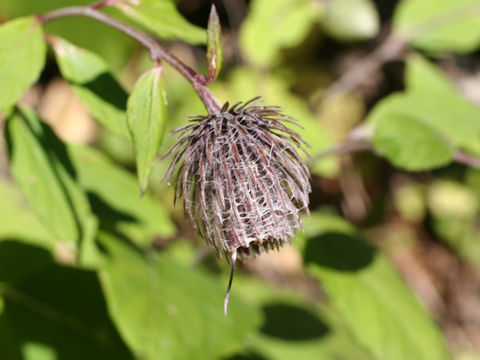 Synurus palmatopinnatifidus var. indivisus