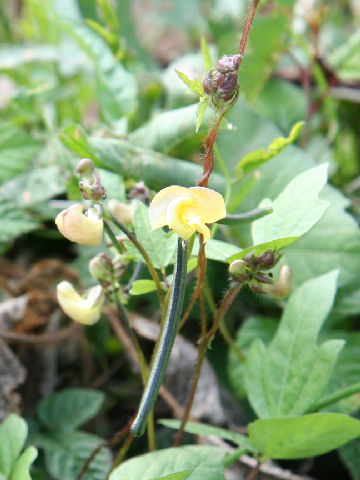 Vigna angularis var. nipponensis