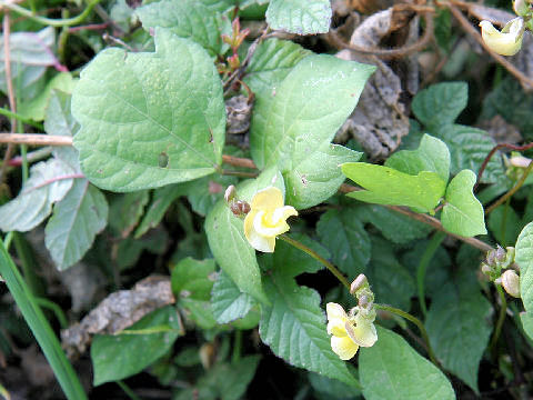 Vigna angularis var. nipponensis