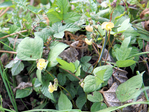 Vigna angularis var. nipponensis