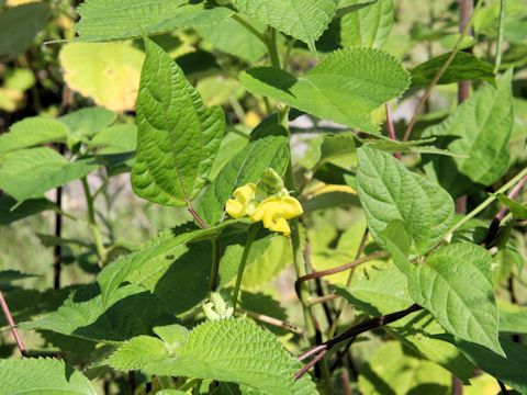 Vigna angularis var. nipponensis