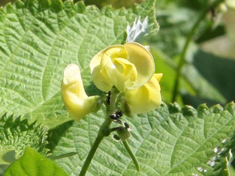 Vigna angularis var. nipponensis