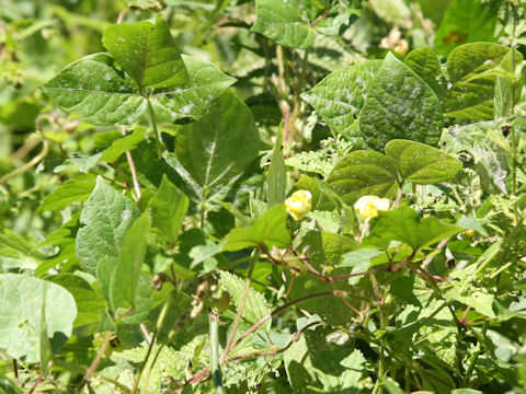 Vigna angularis var. nipponensis