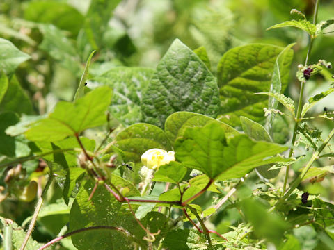 Vigna angularis var. nipponensis