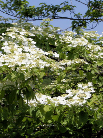 Viburnum plicatum var. tomentosum