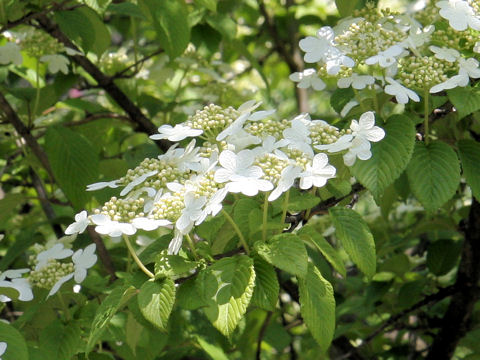 Viburnum plicatum var. tomentosum