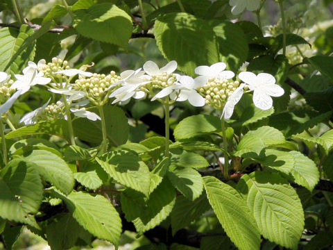 Viburnum plicatum var. tomentosum