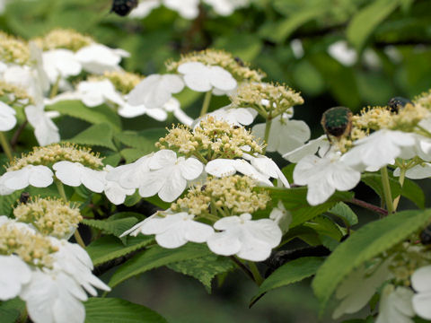 Viburnum plicatum var. tomentosum