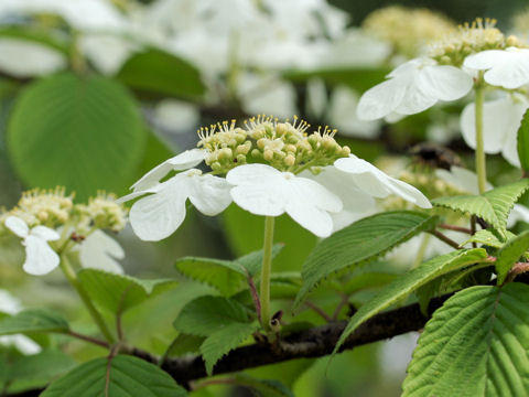 Viburnum plicatum var. tomentosum