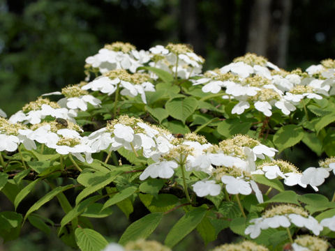 Viburnum plicatum var. tomentosum