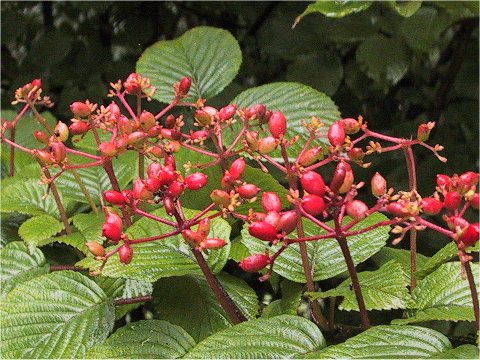 Viburnum plicatum var. tomentosum