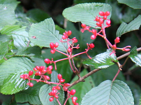 Viburnum plicatum var. tomentosum