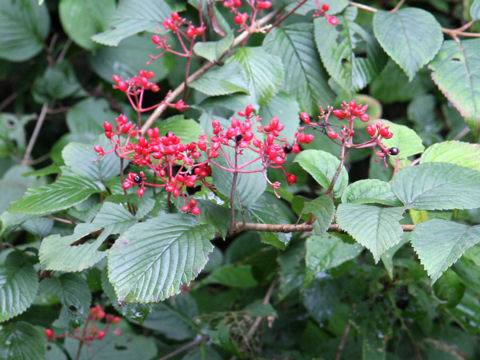 Viburnum plicatum var. tomentosum