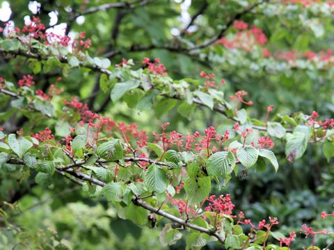 Viburnum plicatum var. tomentosum