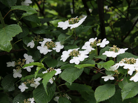 Viburnum plicatum var. tomentosum