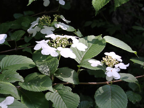 Viburnum plicatum var. tomentosum