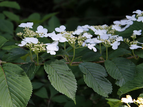 Viburnum plicatum var. tomentosum