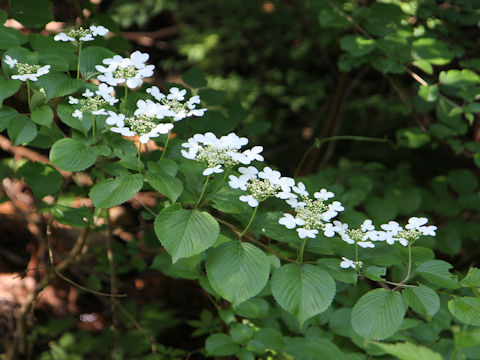 Viburnum plicatum var. tomentosum