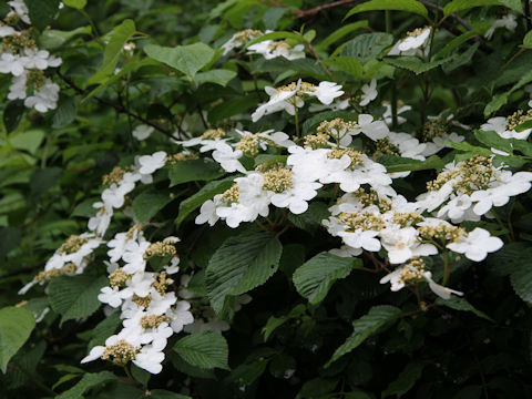 Viburnum plicatum var. tomentosum