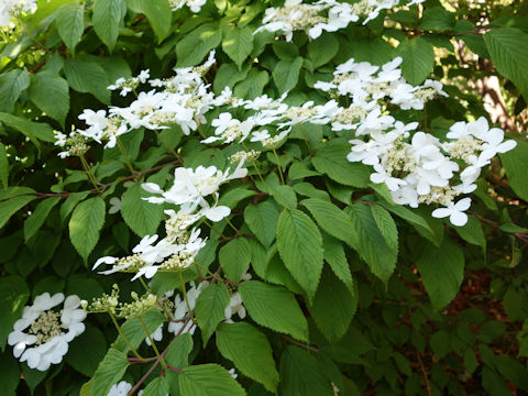 Viburnum plicatum var. tomentosum