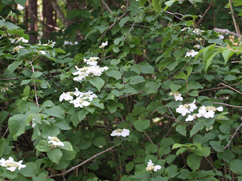 Viburnum plicatum var. tomentosum